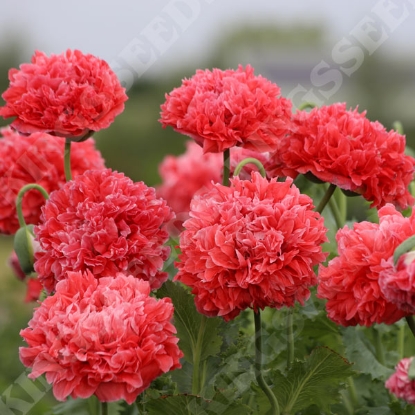 Picture of PAPAVER somniferum Globos
